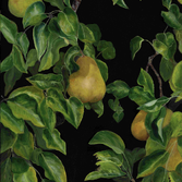 Hillary Serota Needle