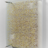 Lauren Alyssa Bierly